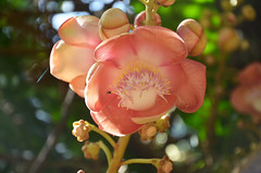 DSC_6467 flower of cannonball tree (Couroupita guianensis), Flecker Botanic Garden, Cairns, Queensland