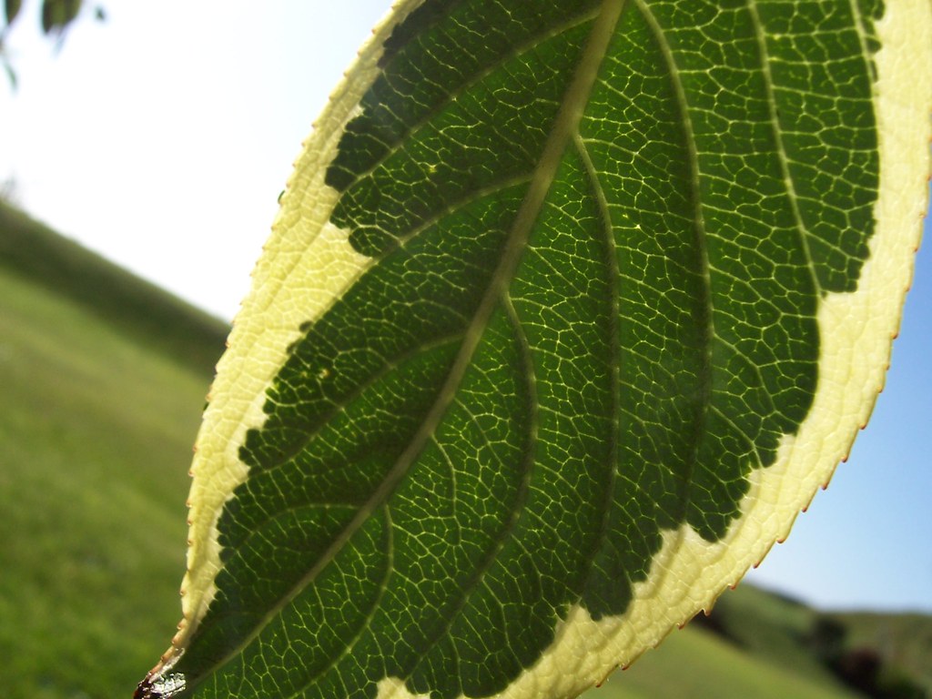 Edgy Leaf | Vince Pooley | Flickr