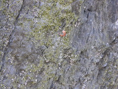 Spider Webs and Lichen 06