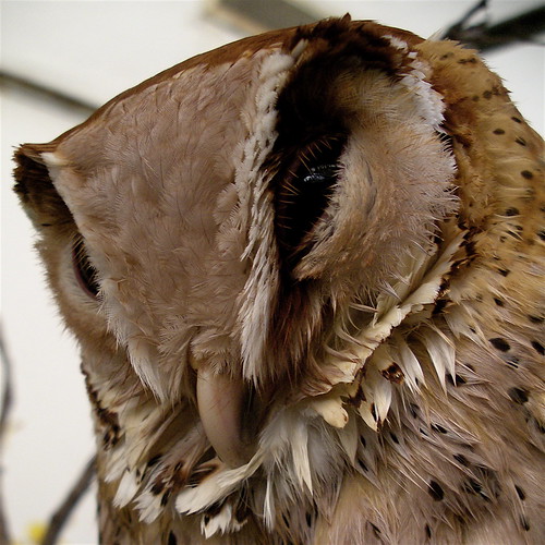 audubonzoo neworleans zoo louisiana bird owl bayowl phodilusbadius bestviewedlarge topv111 animals animal superbowl