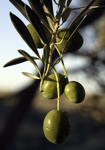 arizona green sunrise olive olives arcosanti capitali ianschlueter geo:lat=34342798 theperfectphotographer