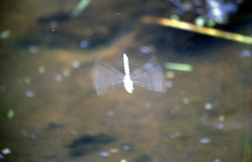 park camping geotagged pond dragon dragonfly shot25 divide 200508mueller muellerdragonflypond image:Shot=25 event:Type=camping camera:model=eoselan event:Group=family address:Tag=camping image:Roll=1161 event:Code=200508mueller address:Tag=muellerdragonflypond