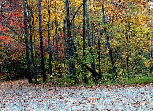 salemlake grove trees leaves fall autumn foliage colors trail hiking