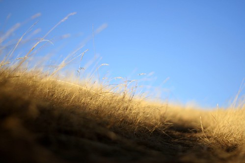 sunset macro 50mm wheat f18 18 ©tylerknottgregson