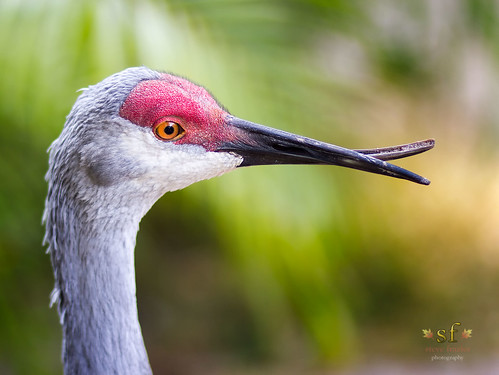 christmas birds closeup outside outdoors florida head beak puntagorda fl injured sandhillcrane rehabilitation 2014 charlotteharbor charlottecounty poncedeleonhistoricalpark stevefrazierphotography peaceriverwildlifecenterprwc