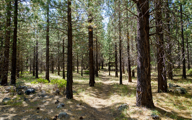 Through the pine plantation