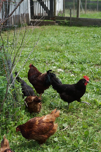 pecking order at slate run farm