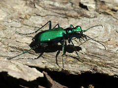 

 Tiger beetles; elytra without regular striae, antennae inserted on top of head just in front of eyes
