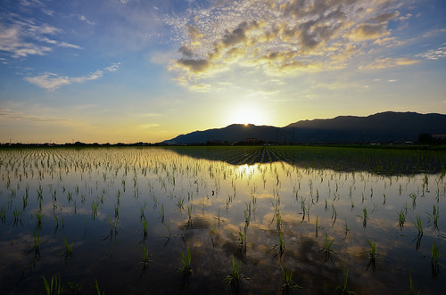 sun mountain reflection nature japan clouds evening countryside nikon rice dusk farm wide highcontrast filter 日本 shimane agriculture ricefield 雲 japaneseculture 田んぼ 夕方 sanin d600 田舎 稲 島根 1635mm 出雲 農業 tanbo 山陰 colorefex 長閑 斐川 ひかわ 今在家