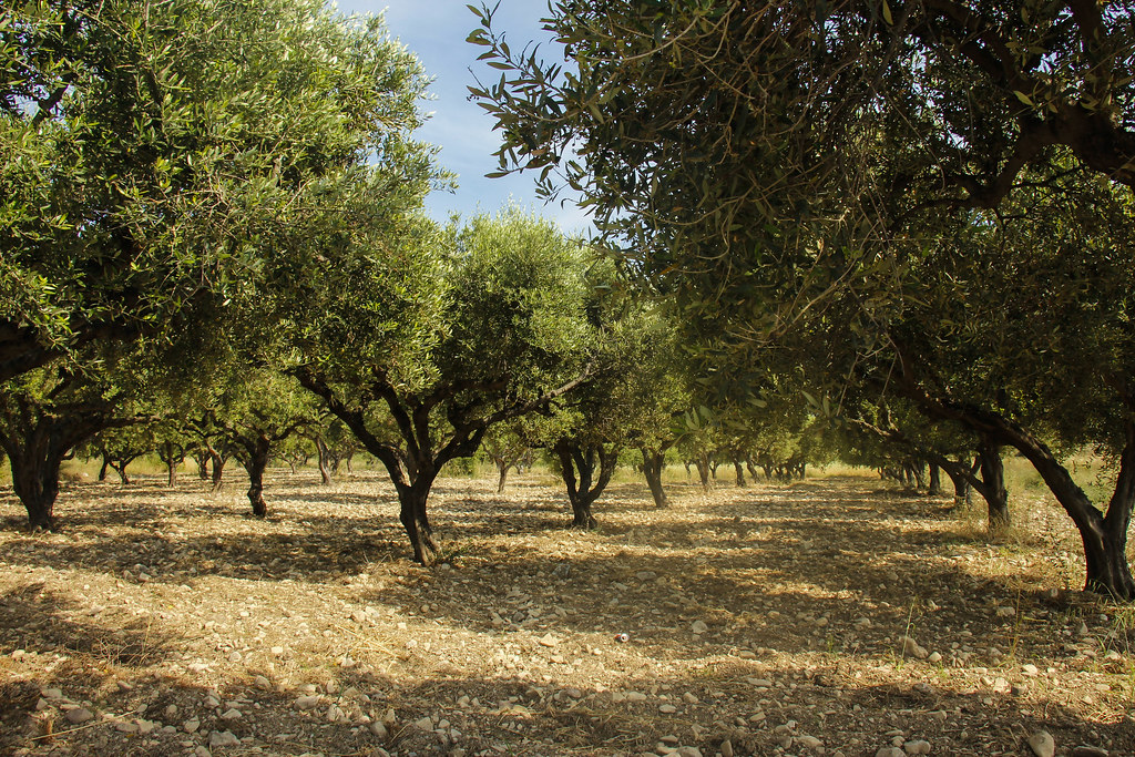 Olivenlunde på Kos, Grækenland