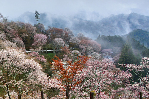 trees mountains japan fog forest cherryblossom 日本 sakura prunus yoshino floweringtrees yoshinoyama 吉野山 oloneo