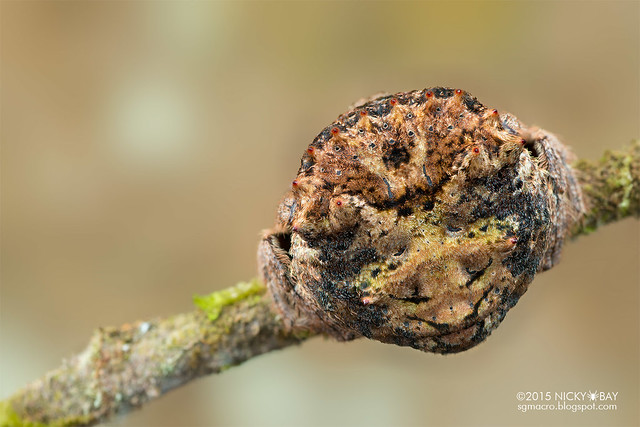 Big-headed bark spider (Caerostris sp.) - DSC_5058