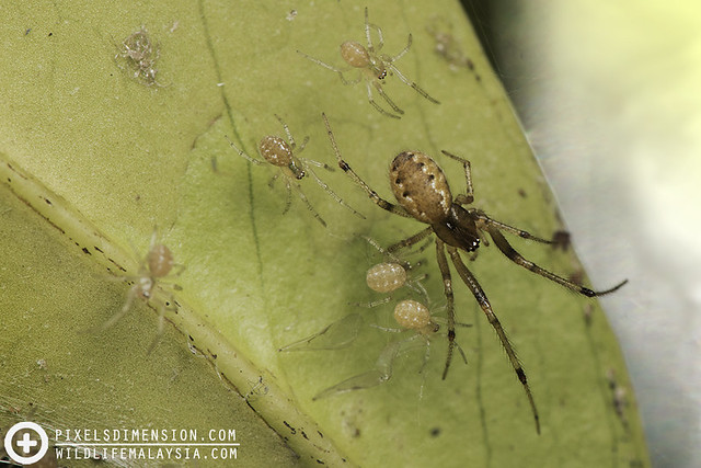Comb-footed spider with spiderlings- Anelosimus sp. (?)