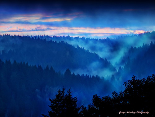 washingtonstate pacificnorthwest hoodcanal fog trees dawn sunrise morning