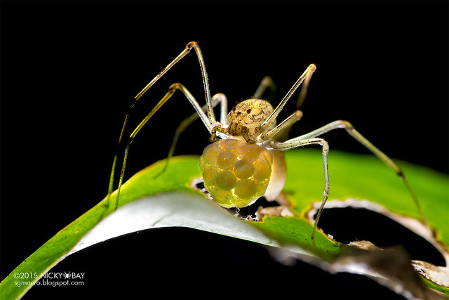 Spitting spider with egg sac (Scytodidae) - DSC_0972