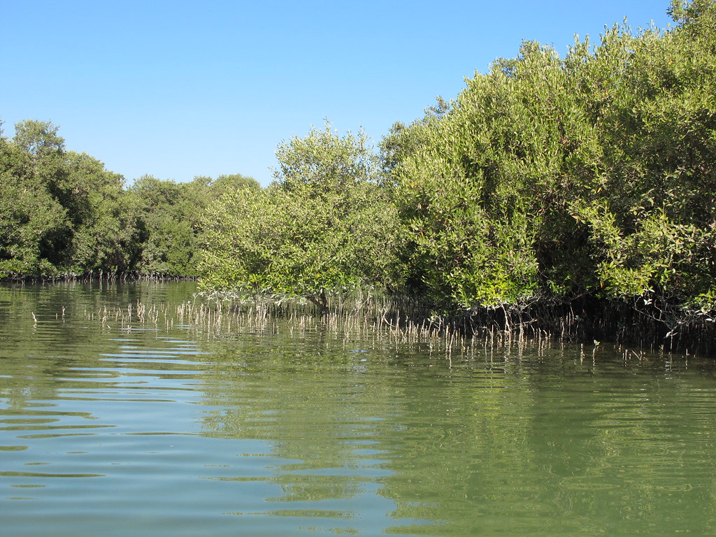 Mangroves (Blue Carbon) in the City of Abu Dhabi, UAE | GRID-Arendal