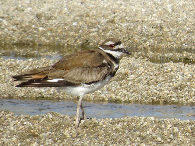 Killdeer at El Paso Sewage Treatment Center in Woodford County, IL 02