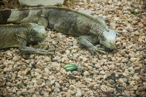 zoologico zoo pomerode zoopomerode zoologicopomerode animais lagarto lagartos lizard lizards