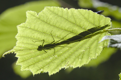 shadow macro green contrast bug insect leaf hiding anisoptera trollslända libelulla artikutza burruntzia