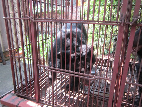 Bears in cages at Hong's bear farm, Quang Ninh 2015 (1)