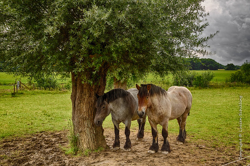 trees horses green luxembourg lu sanem
