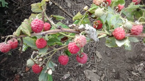 raspberries Jul 15 1