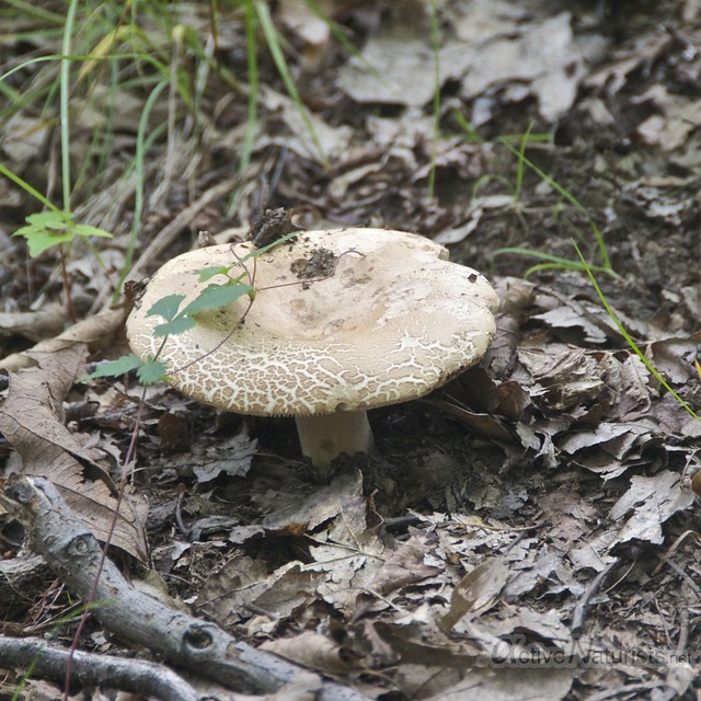 mushroom 0001 Harriman State Park, New York, USA