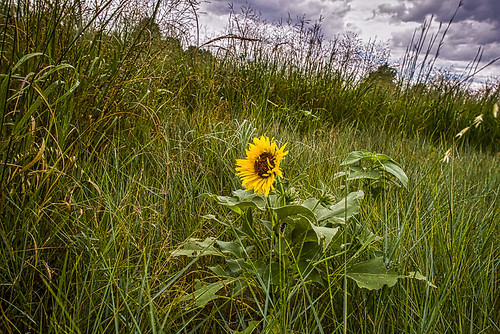 sunflower flowersplants august2015