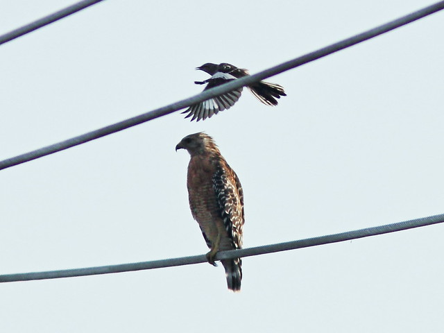 Mockingbird attacks hawk 20150803