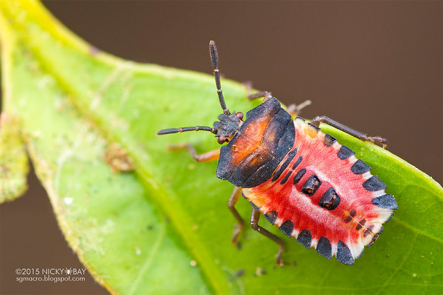 Giant shield bug nymph (Tessaratomidae) - DSC_4885
