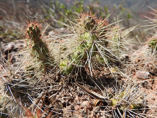 argentinien cacti cactus corrugata cuestademiranda fnrrb3347 ka4631s kakteen kaktus larioja rb3347 standort tunilla