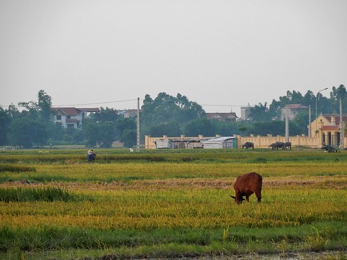 rural cow village fields hanoi grazing outskirts