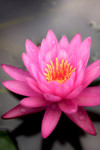 pink plant abstract flower color detail nature water beautiful beauty up thailand flora lily close view natural lotus blossom top background romance petal single sacred tropical bloom romantic aquatic th elegance changwatpathumthani tambonkhlonghok