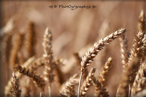 nature culture été epi doré blé agricole