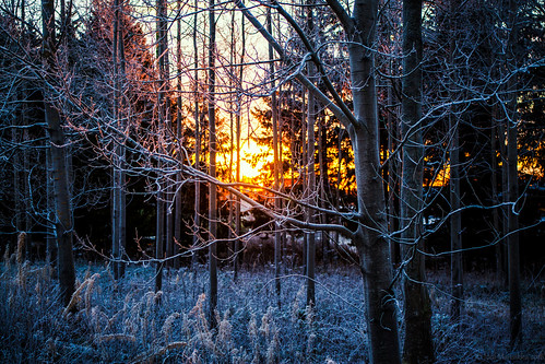 winter nature outdoor sunset light woodland trees branches frost paimio suomi finland canonef2880mmf284lusm