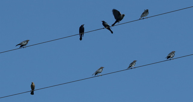 Birds on a Wire #1