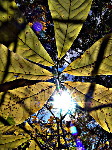 2005 autumn sun fall geotagged leaf october missouri sunburst pinnacles bocomo 10thavenue pinnaclesyouthpark leafpattern geo:lat=391331 geo:lon=923227 notley ruralphotography boonecountymissouri notleyhawkins missouriphotography httpwwwnotleyhawkinscom notleyhawkinsphotography boonebounty