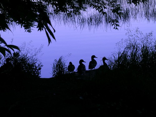 blue ducks sunrise nature silhouette wildlife ottawa water ottawariver