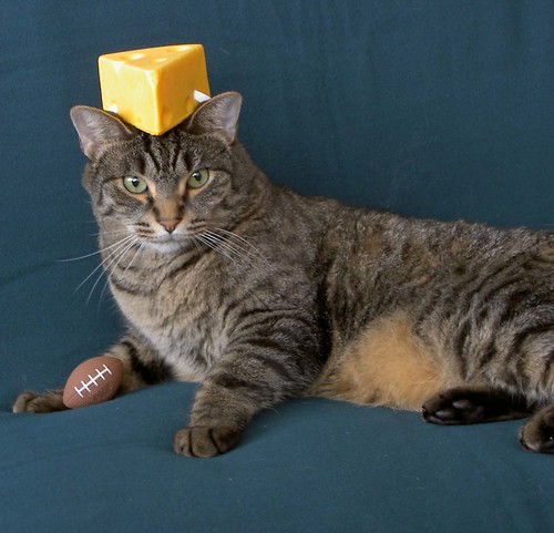 cheesehead cat