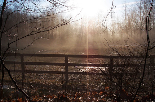 morning winter horse ny fog sunrise