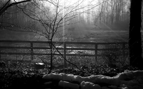 morning winter bw horse snow ny fog sunrise
