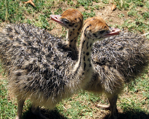 Baby Birdorable: Ostrich in Ostriches, Baby Birds