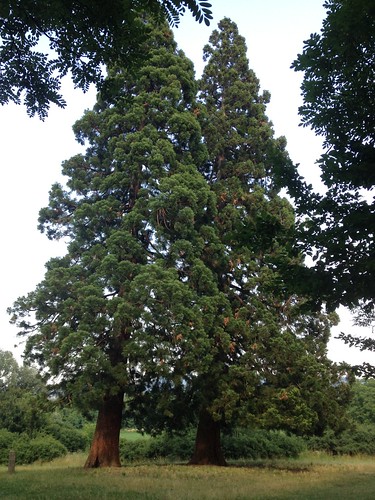 Sequoias in Budakeszi