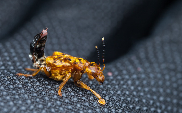 Rove beetle (Staphylinidae)