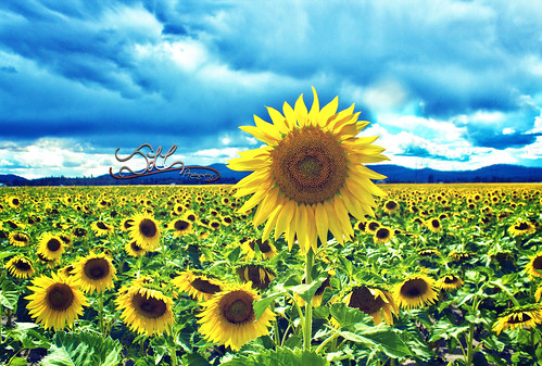 flowers summer mountains nature yellow canon dark landscape outdoors rebel washington spokane pacific northwest cloudy hills sunflowers inland hdr stormclouds deerpark t3i sunflowerfield