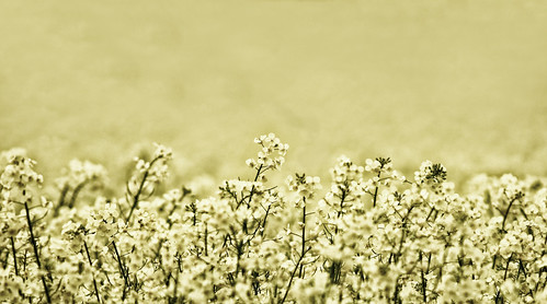plant monochrome field photoshop landscape scotland arty angus outdoor creative farmland pale filter crop forfar agriculture processed bleached bleachbypass colorefex balgaviesloch sliderssunday