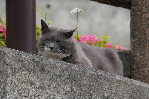 五十里ダム（栃木）にいた猫