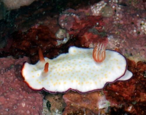 海蛞蝓新種，造型像個煎蛋，還加了些紅蘿蔔絲點綴，白色的身體讓它能偽裝於淺色礁石中。圖片來源：California Academy of Sciences。