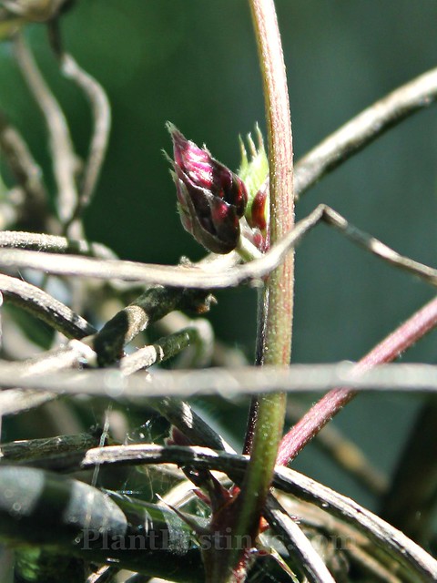 hyacinth bean bud