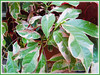 Excoecaria cochinchinensis cv. Firestorm (Chinese Croton Firestorm, Variegated Blindness Tree, Blindness Tree, Jungle Fire Plant, Buta-buta)